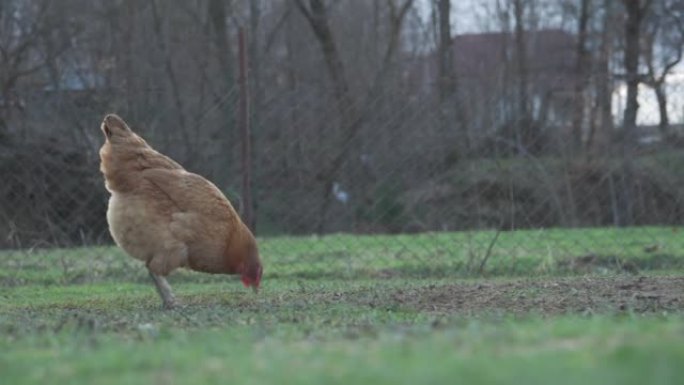 家鸡在乡间别墅的绿草上吃草。动物行为观察。
