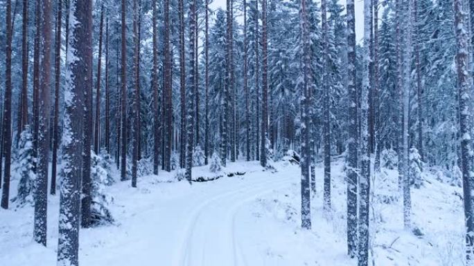 穿越爱沙尼亚白雪皑皑的松树林