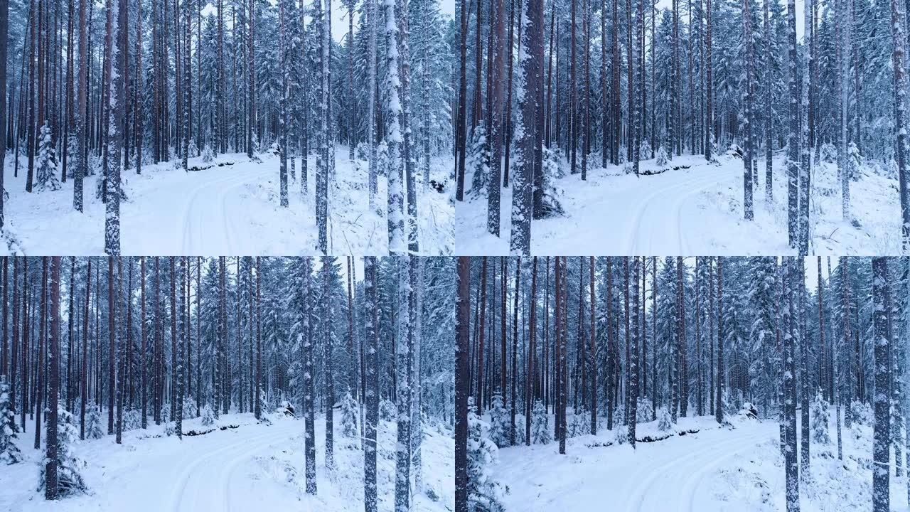 穿越爱沙尼亚白雪皑皑的松树林