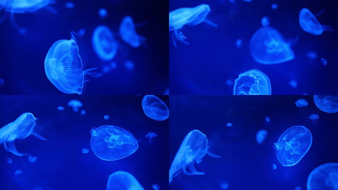 美丽的水母在霓虹灯在水族馆，自然背景