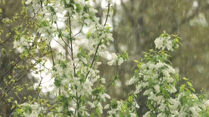 鸟樱桃树，李在春季傍晚的大雨中盛开