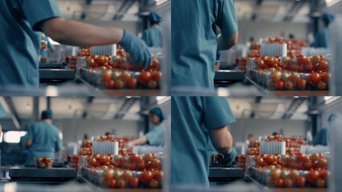 工厂工人番茄分拣流程包装红色有机素食产品