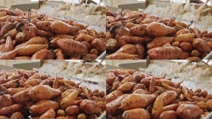 在农业包装设施中对甘薯进行清洗和分类