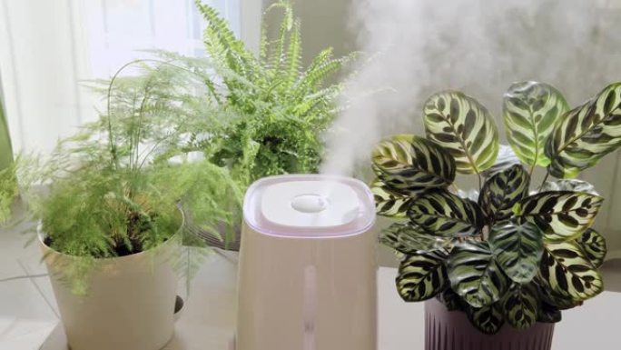 室内植物中的加湿器。白色空气加湿器散布蒸汽的特写照片。干燥空气的加湿。公寓里的水分增加。
