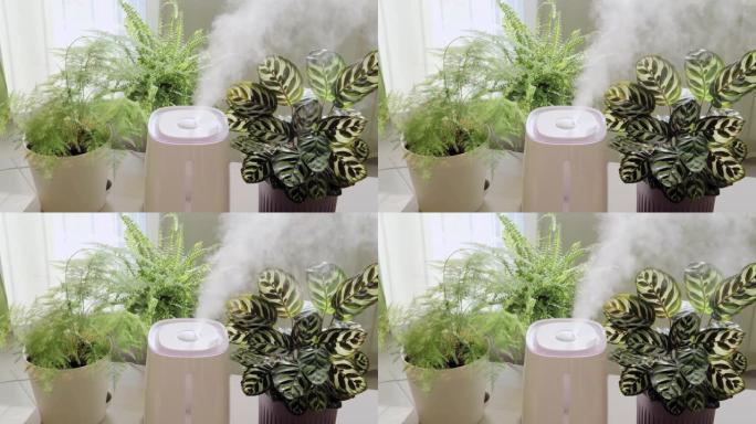 室内植物中的加湿器。白色空气加湿器散布蒸汽的特写照片。干燥空气的加湿。公寓里的水分增加。
