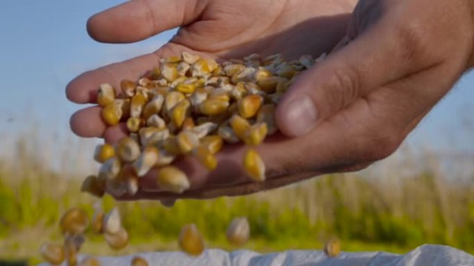 玉米种子在手，农业。农民在田间收获时用手拔罐玉米粒。农民手中的干玉米种子倒入种植园农场，农民收获谷物