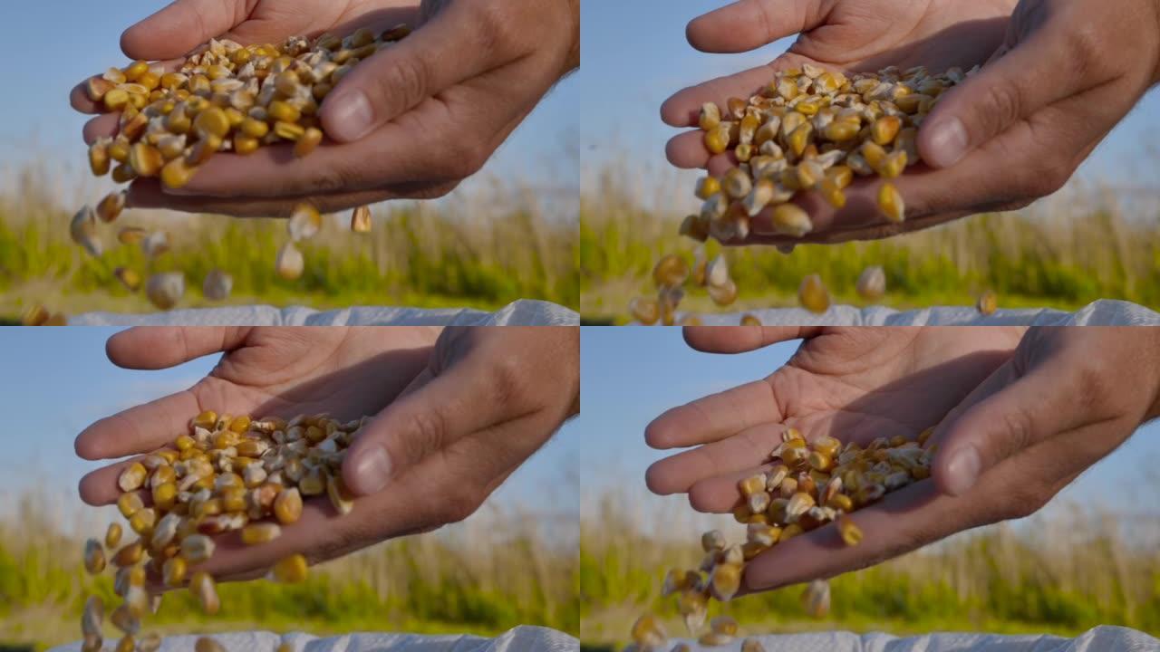 玉米种子在手，农业。农民在田间收获时用手拔罐玉米粒。农民手中的干玉米种子倒入种植园农场，农民收获谷物