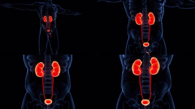 具有膀胱解剖结构的人泌尿系统肾脏