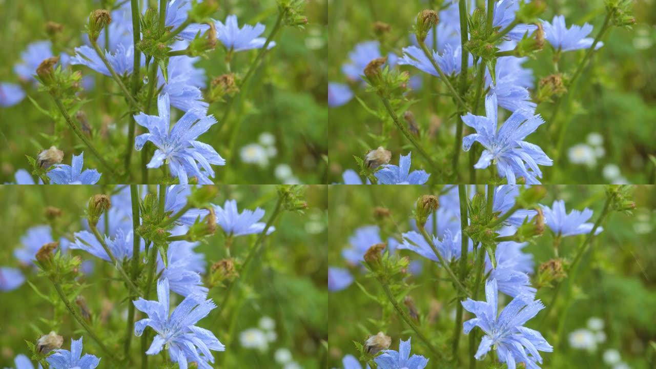 美丽的花卉景观。水滴着新鲜的野花。草地风。雨滴落在蓝色花朵菊苣上特写。夏季雨天慢动作野生菊苣紫色花朵