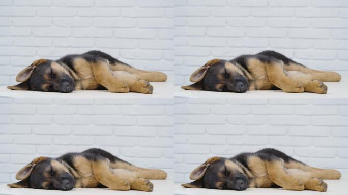 白天小睡的黑色和棕色小狗