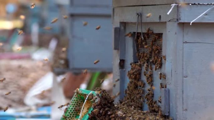 果园中的蜂巢，养蜂业和生产蜂蜜