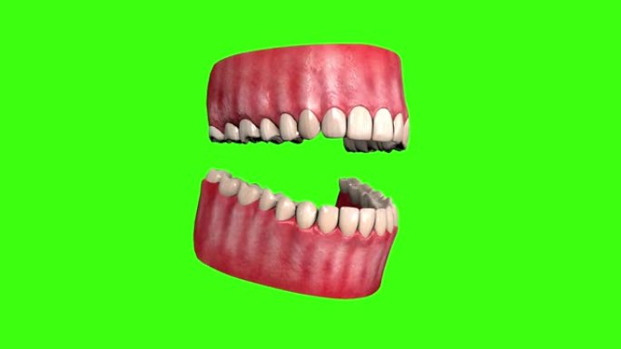 牙齿牙龈下巴3d动画