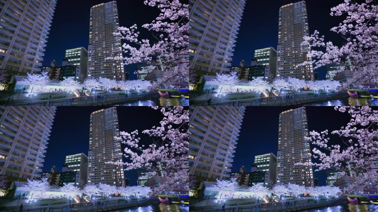 东京目黑河上夜晚盛开的樱花