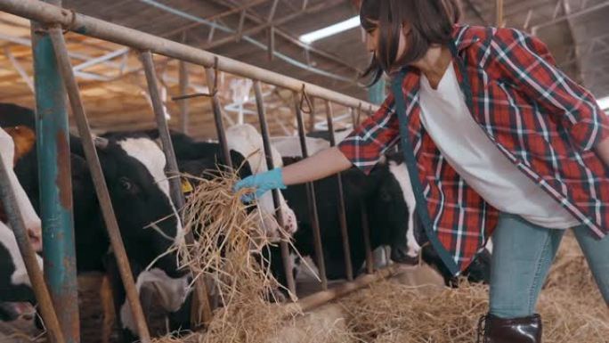 女农民在谷仓里检查奶牛。