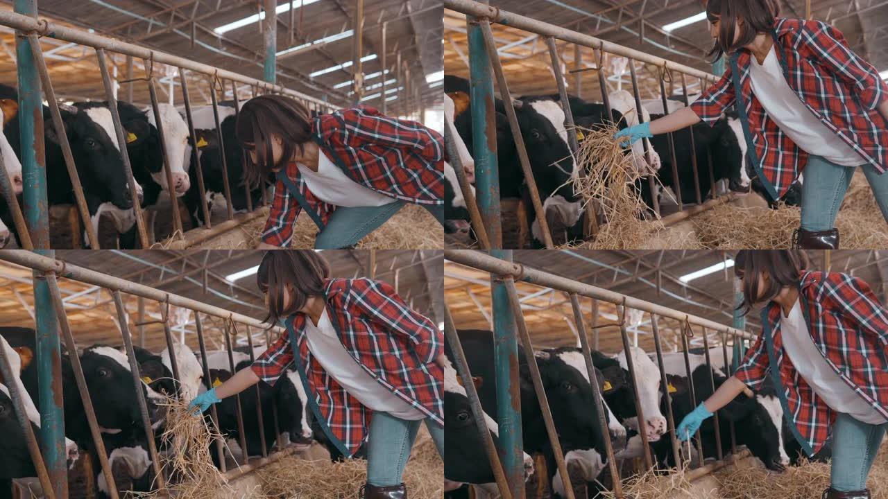女农民在谷仓里检查奶牛。