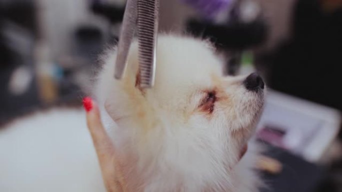 用剪刀理发狗的耳朵。特写