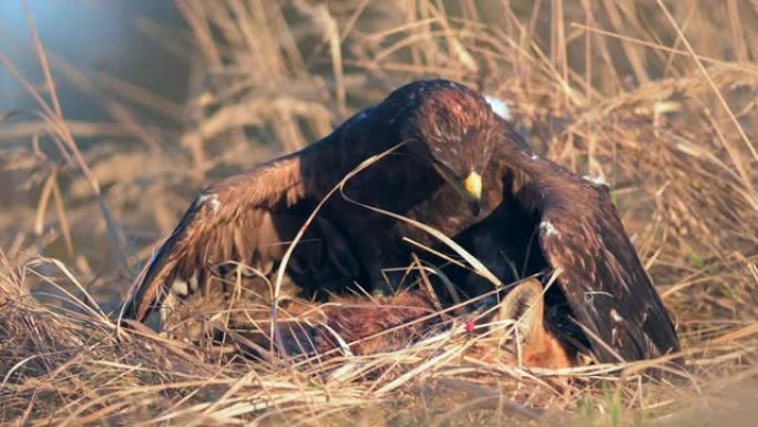 白尾鹰 (Haliaeetus albicilla) 一种以猎物为食的大型猛禽。一只海鹰抓住了一只狐