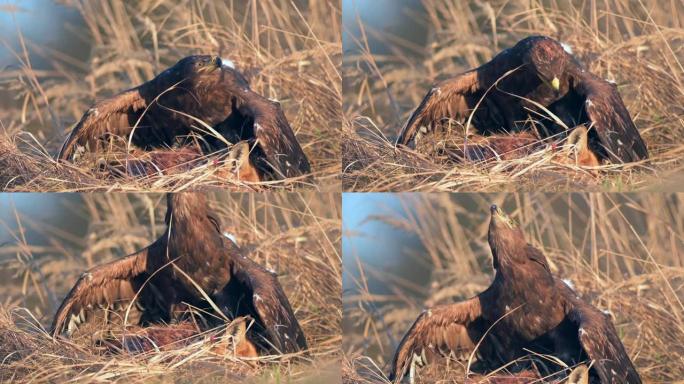 白尾鹰 (Haliaeetus albicilla) 一种以猎物为食的大型猛禽。一只海鹰抓住了一只狐