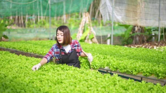 亚洲女性年轻农民在温室中种植的水培农场检查沙拉蔬菜，以控制我们的农业农场和水果产品小企业的质量。