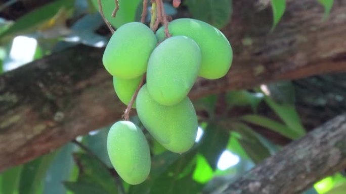 绿色核果背景。印度芒种