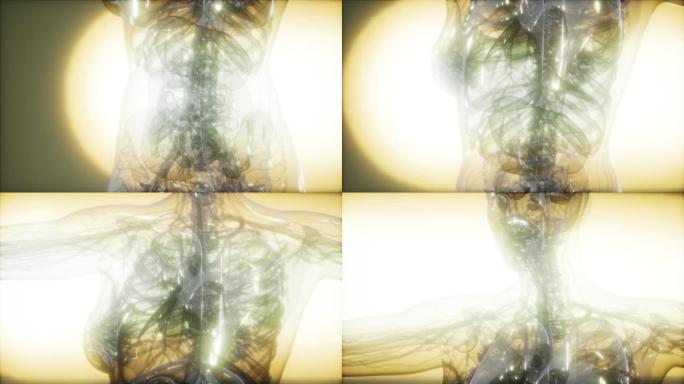 人体的x射线图像