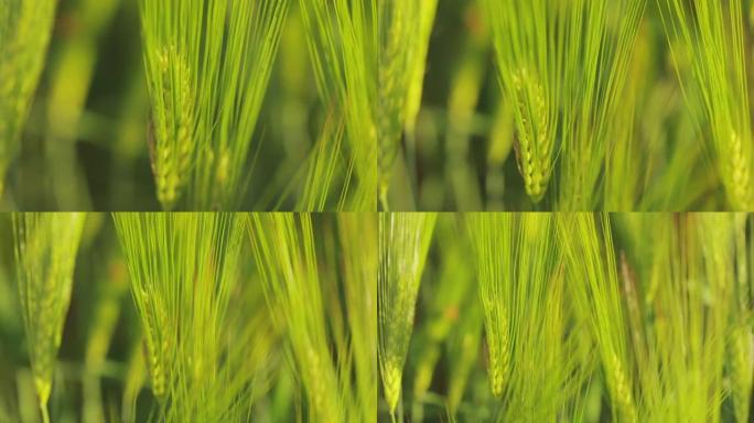 年轻绿色小麦的小穗特写。田里的年轻绿色小麦。小麦穗田