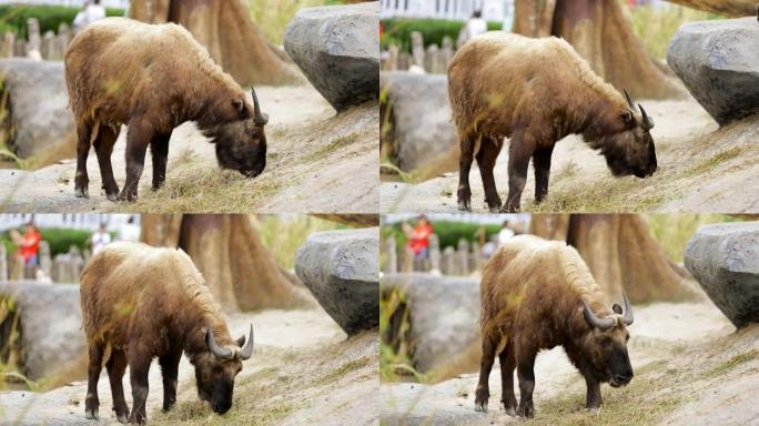 Mishmi takin在动物园吃草的录像。羚牛是在喜马拉雅山东部发现的山羊羚羊。