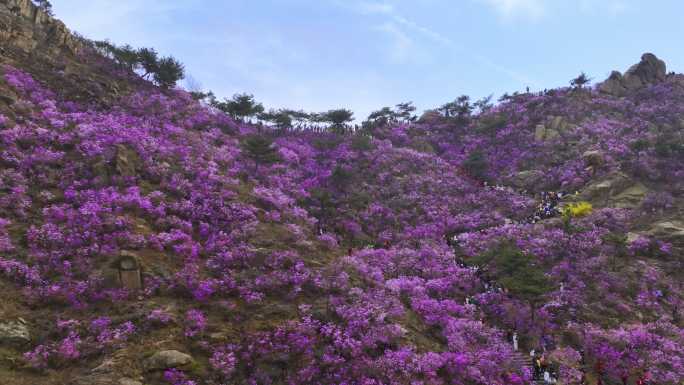 青岛大珠山杜鹃花春天的景色