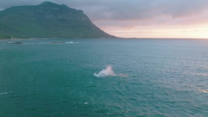 鲸鱼从水里跳出来的滑梯和平底锅航拍。黄昏时在海岸附近观看鲸鱼