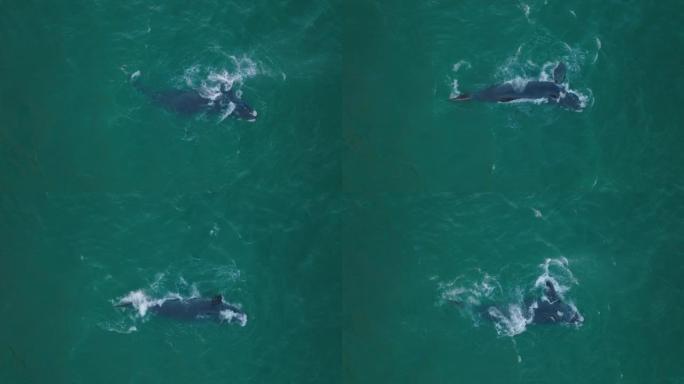 俯视大型动物被鳍和飞溅挥舞。海面上的座头鲸