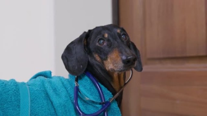 穿着蓝色毛圈晨衣的有趣的腊肠狗的肖像，脖子上戴着听诊器，听到有人在叫它，然后跑去检查。扮演医生。
