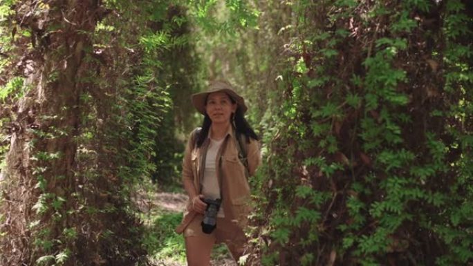 亚洲女子徒步旅行者带着背包、帽子和相机在古老的雨林中快乐地徒步旅行，在被大树、蕨类植物和藤蔓包围的大