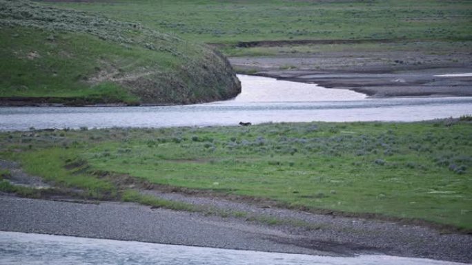 狼在拉马尔河岸觅食