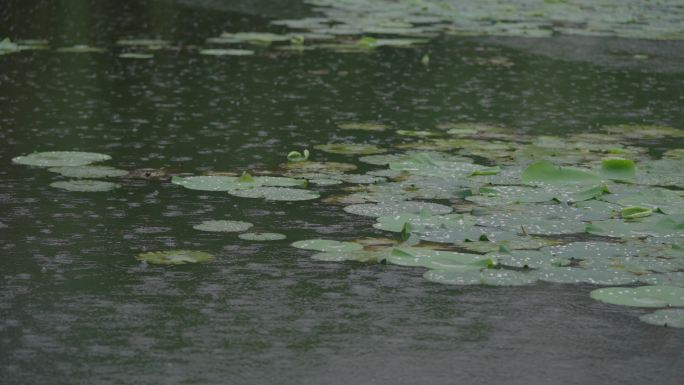 雨天荷叶4k