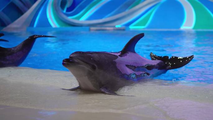 桂林 融创 海豚 海世界 动物