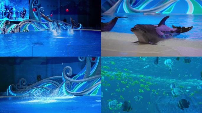 桂林 融创 海豚 海世界 动物