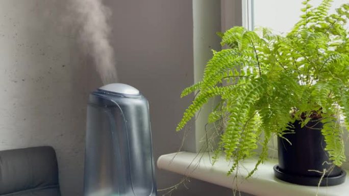 加湿器在绿蕨附近工作。家用植物加湿器的水雾蒸汽。