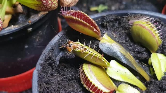 捕蝇草 (Dionaea muscipula)，盆栽中的食肉植物