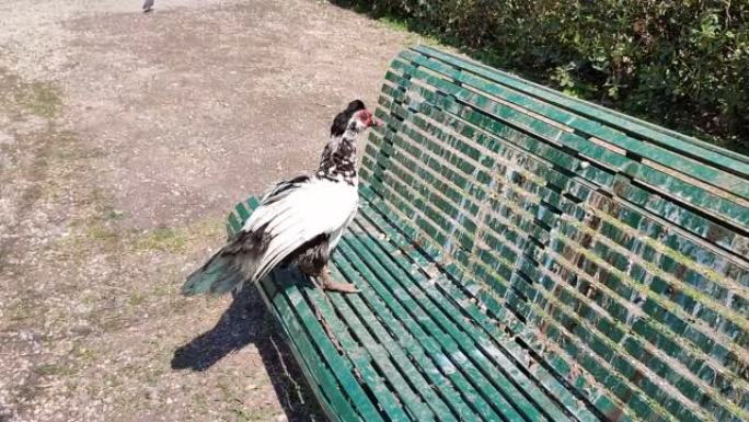 那不勒斯-长椅上的麝香鸭