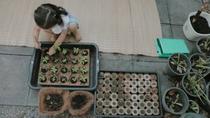 可爱的泰国女孩在椰壳盆栽中种植年轻的罗勒植物。