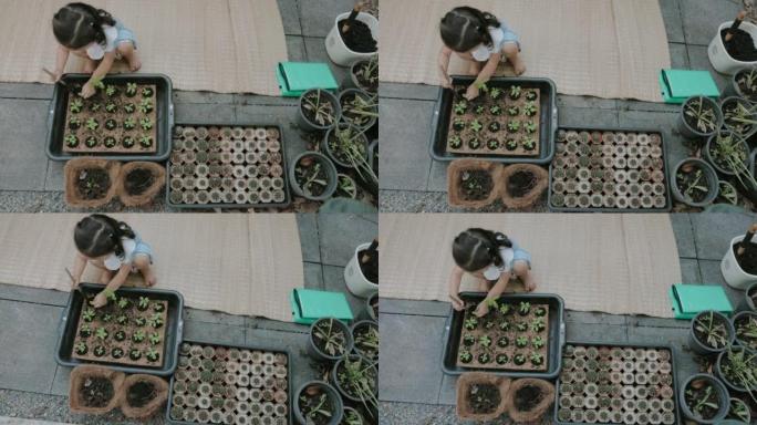 可爱的泰国女孩在椰壳盆栽中种植年轻的罗勒植物。