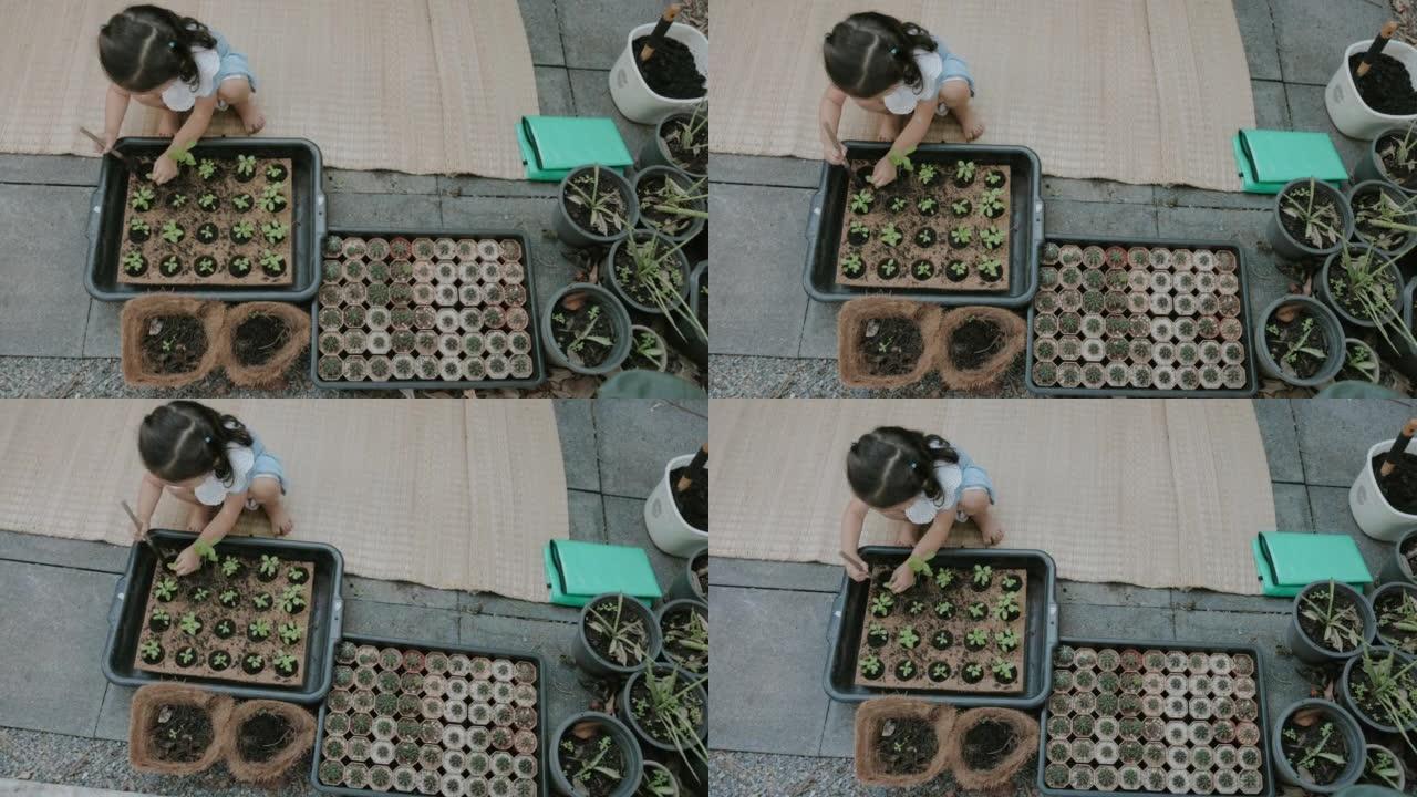 可爱的泰国女孩在椰壳盆栽中种植年轻的罗勒植物。