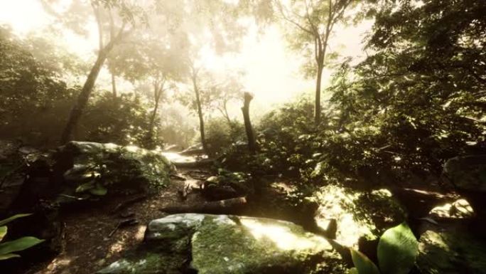 波多黎各山区热带丛林的时间流逝