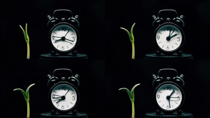 绿色植物与时钟一起生长，发芽过程和时间意义，新的生命开始进化概念