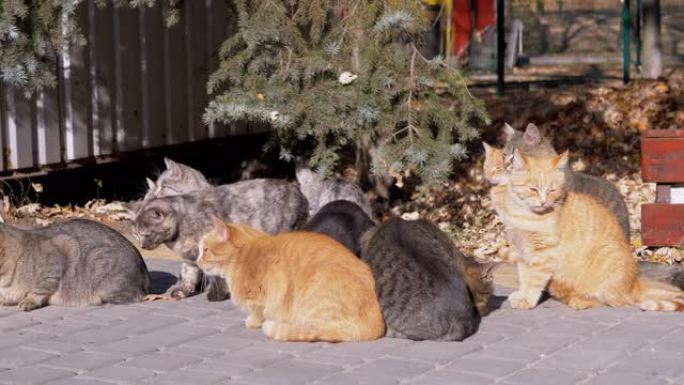 一大群流浪猫正坐在铺路板上，等待喂食。4K