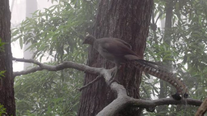 模仿鸟叫声的树枝上的雄性高超琴鸟的近距离拍摄