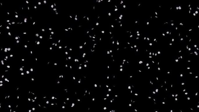 舞动樱桃花瓣的循环动画，黑色背景