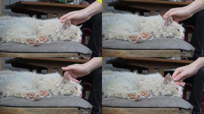 女人的手在撕裂的椅子上抚摸一只无家可归的脏猫