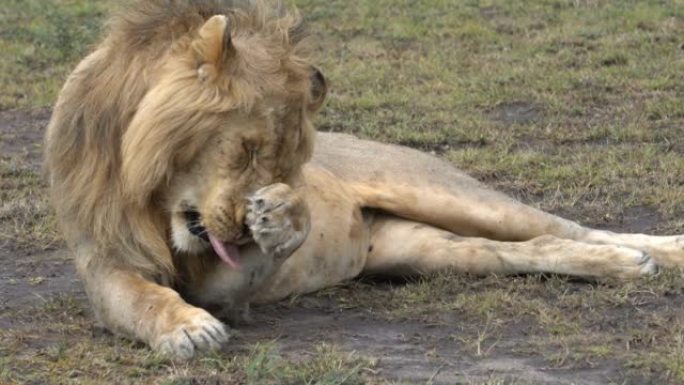 一只狮子用唾液清洁他的爪子和脸