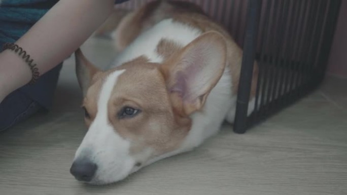 亚洲女子在室内玩她的柯基犬